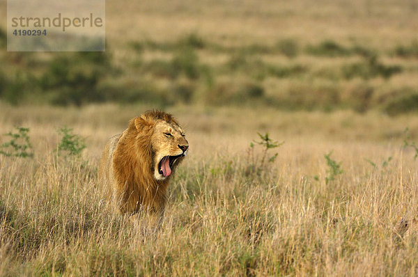 Löwe (Panthera leo)  gähnend  Masai Mara  Kenia  Afrika