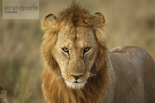 Kopfportrait eines Löwen (Panthera leo)  Masai Mara  Kenia  Afrika