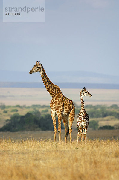Massai- oder Weinblattgiraffe (Giraffa camelopardalis tippelskirchi) mit Jungem  Masai Mara  Kenia  Afrika