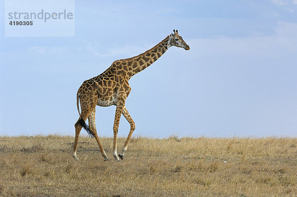 Massai- oder Weinblattgiraffe (Giraffa camelopardalis tippelskirchi)  Masai Mara Kenia  Afrika