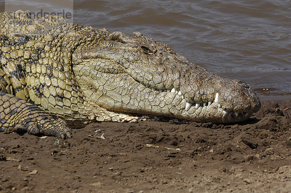 Nilkrokodil (Crocodilus niloticus) am Mara River  Kenia  Afrika