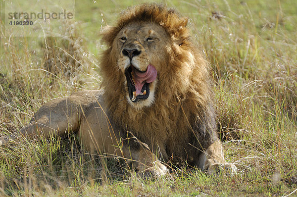 Löwe (Panthera leo)  Masai Mara  Kenia  Afrika