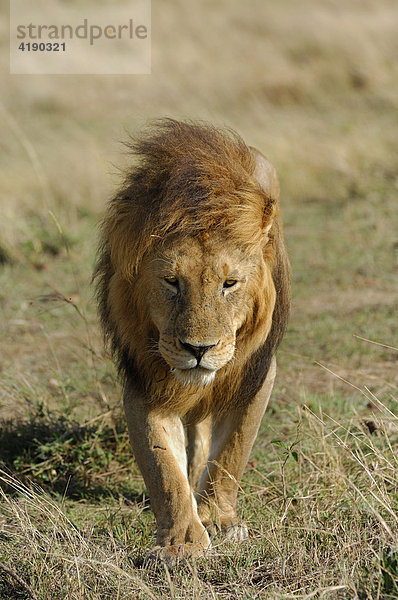 Löwe (Panthera leo)  Masai Mara  Kenia  Afrika