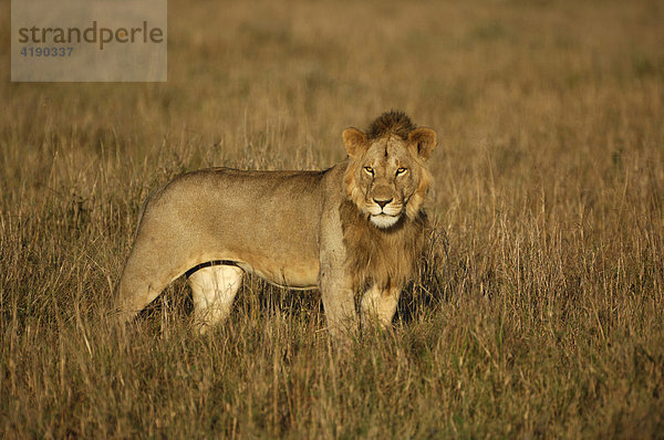 Löwe (Panthera leo) im Morgenlicht  Masai Mara  Kenia  Afrika