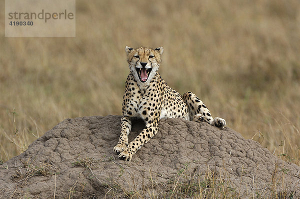 Gepard (Acinonyx jubatus) mit geöffnetem Maul auf Hügel liegend  Masai Mara  Kenia  Afrika