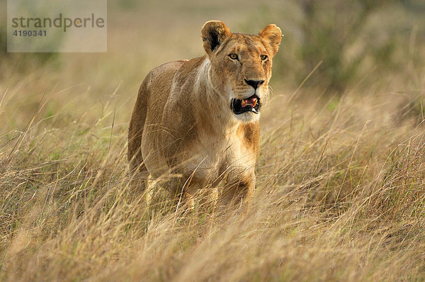 Löwe (Panthera leo) in der Steppe der Masai Mara  Kenia  Afrika