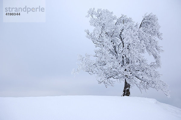 Baum mit Raureif in der tief verschneiten Landschaft der Schweizer Berge  Pilatus  Zentralschweiz  Schweiz