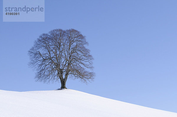 Winterbaum  Linde ( Tilia ) auf Moränenhügel stehend  Hirzel  Zürich  Schweiz