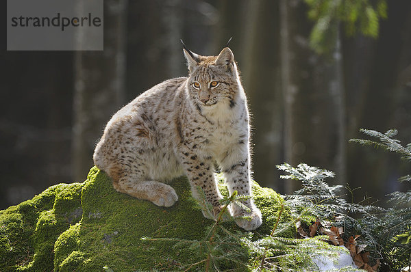Junger Europäischer Luchs (Lynx lynx) auf Felsen