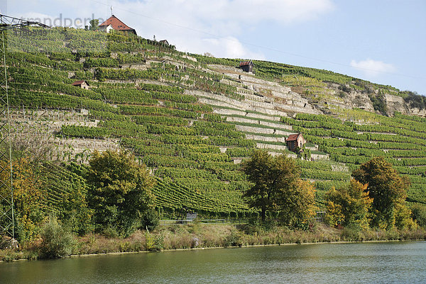 Weinberge am Neckar bei Münster Stuttgart Baden Württemberg Deutschland