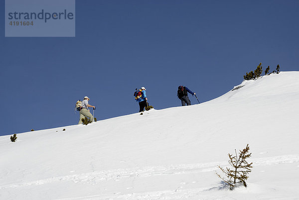 Bergsteiger ersteigen auf Skiern einen Gipfel im Hochgebirge Rofan Tirol  Österreich  Europa