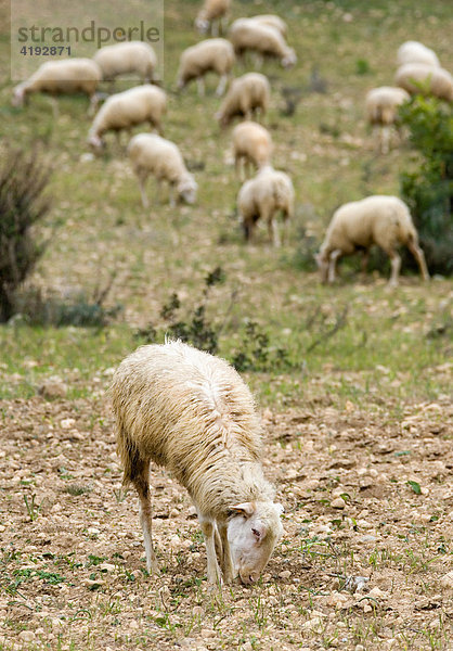Schafe weiden auf kargem Land  Mallorca  Balearen  Spanien