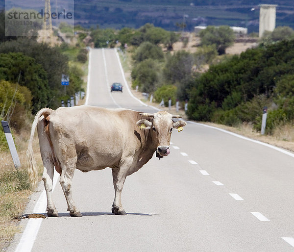 Eine Kuh steht am Straßenrand  Hochland bei Dorgali  Sardinien  Italien