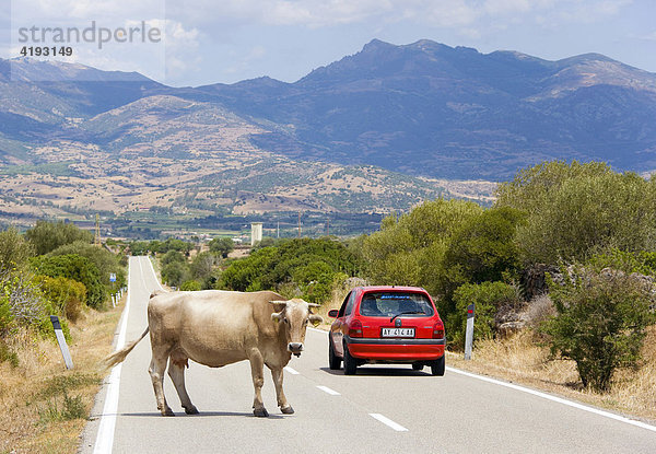 Eine Kuh überquert eine Straße  nahe Dorgali  Sardinien  Italien