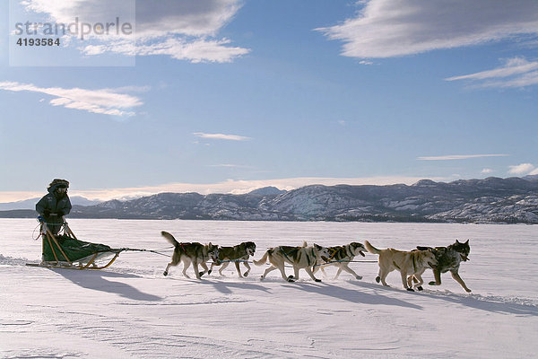 Schlittenhunde Gespann mit Hundeschlittenführer  musher gefrorener See  Lake Laberge  Yukon Territorium  Kanada