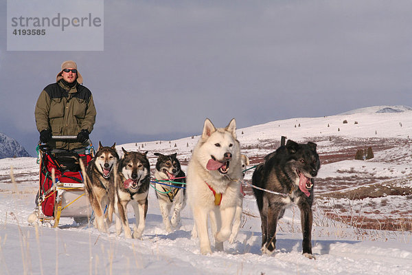 Schlittenhunde Gespann mit Hundeschlittenführer  musher  Tundra  Yukon Territorium  Kanada