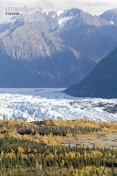 Matanuska-Gletscher  Herbstfarben  Chugach Mountains  Alaska  USA