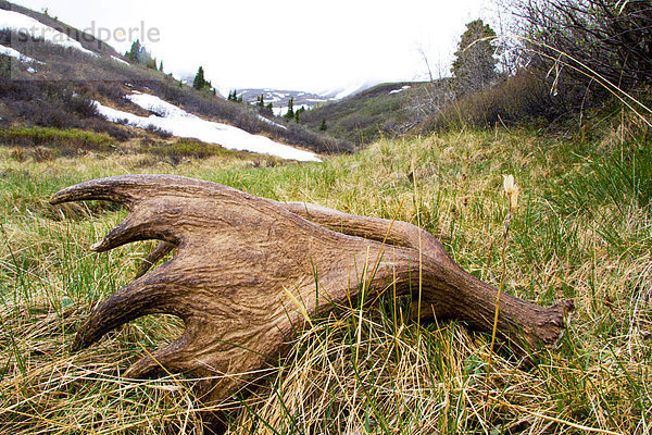 Abgeworfene Elchschaufel  Kluane National Park  Yukon Territorium  Kanada