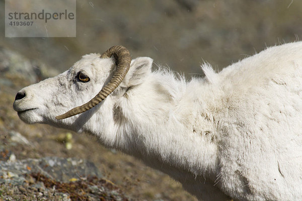 Dall-Schaf  Alaska-Schneeschaf  Ovis dalli  Sheep Mountain  St. Elias Gebirge  Kluane National Park  Yukon Territorium  Kanada