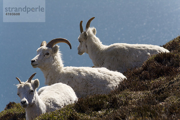 Dall-Schafe  Alaska-Schneeschaf  Ovis dalli  ruhend  Sheep Mountain  St. Elias Gebirge  dahinter Kluane Lake  Kluane National Park  Yukon Territorium  Kanada