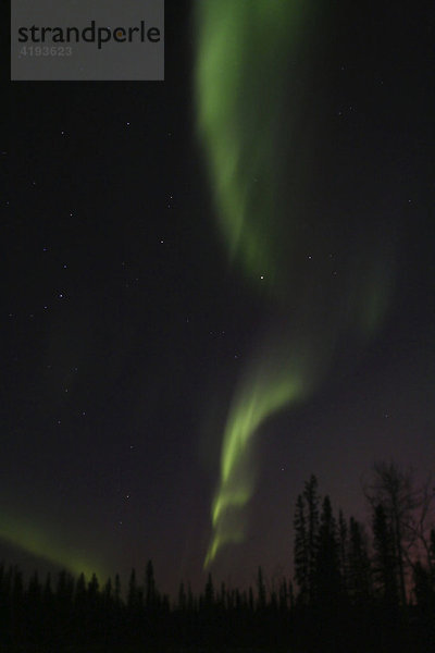 Nordlichter  Aurora Borealis  grün  Baum Silhouetten  Yukon Territorium  Kanada