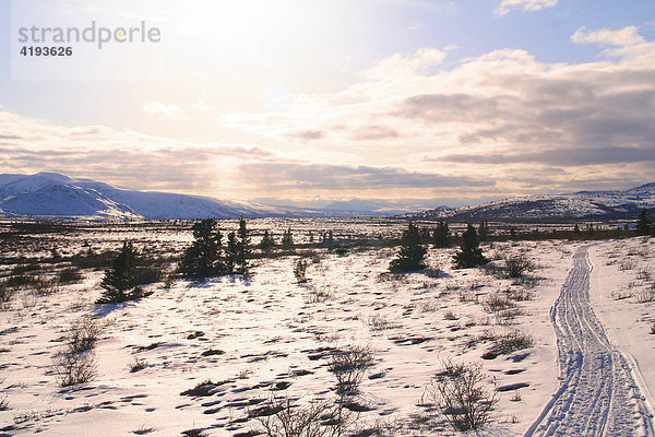 Schlittenspuren in Winterlandschaft  Hochebene  Tundra  Yukon Territorium  Kanada