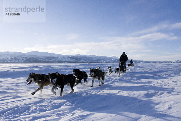 Schlittenhunde-Gespann mit Hundeschlittenführer  gefrorener See  Lake Laberge  Yukon Territorium  Kanada