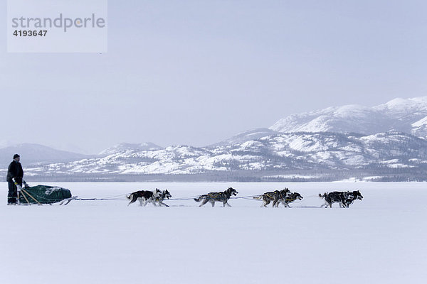 Schlittenhunde-Gespann mit Hundeschlittenführer  gefrorener See  Lake Laberge  Yukon Territorium  Kanada