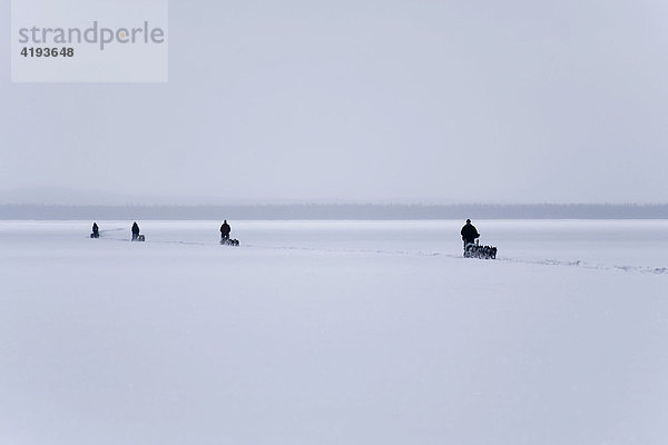 Vier Schlittenhunde-Gespanne mit Hundeschlittenführer  gefrorener See  Lake Laberge  Yukon Territorium  Kanada