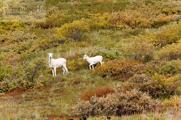 Dall-Schafe in herbstlicher Tundra  Schneeschafe (Ovis dalli)  Alaska  USA