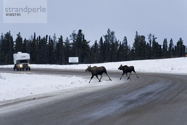 Elch  Elchkuh  Kalb  Elchkalb  (Alces alces) Auto  flüchten  Straße  Alaska Highway  Yukon Territorium  Kanada