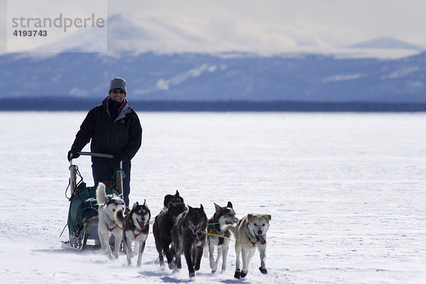 Schlittenhunde Gespanne mit Hundeschlittenführer  Lake Laberge  Berge  Weite  Yukon Territorium  Kanada