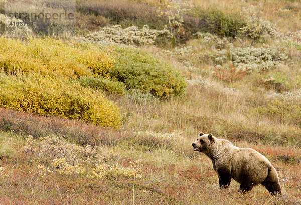 Grizzlybär (Ursus arctos horribilis) Männchen  Tundra  Herbst  Alaska  USA