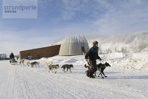 Yukon Quest Schlittenhunderennen  Betreuer führt ein Hundeteam  Dawson City  Yukon Territory  Kanada  Nordamerika
