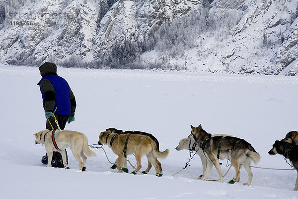 Yukon Quest Hundeschlittenführer führt sein Hundeteam über den Yukon River  Yukon Territory  Kanada  Nordamerika
