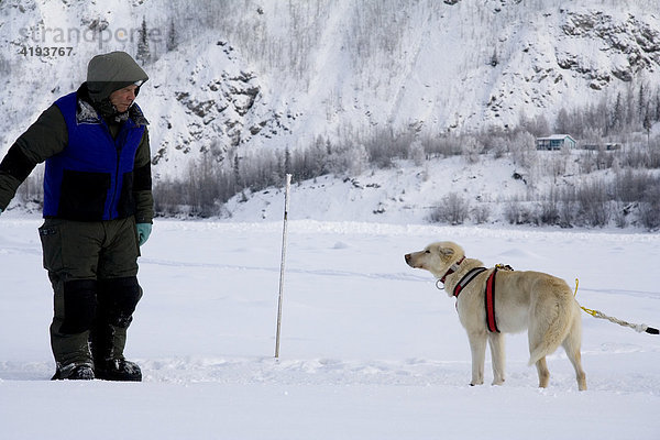 Yukon Quest Hundeschlittenführer motiviert seinen Leithund auf dem gefrorenenen Yukon River  Dawson City  Yukon Territory  Kanada  Nordamerika
