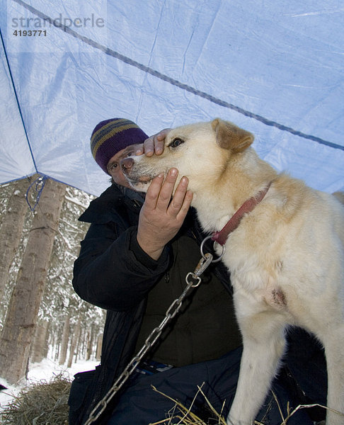 Tierarzt kontrolliert Form eines Schlittenhundes  Yukon Quest Schlittenhunde Rennen  Dawson City  Yukon Territory  Kanada  Nordamerika