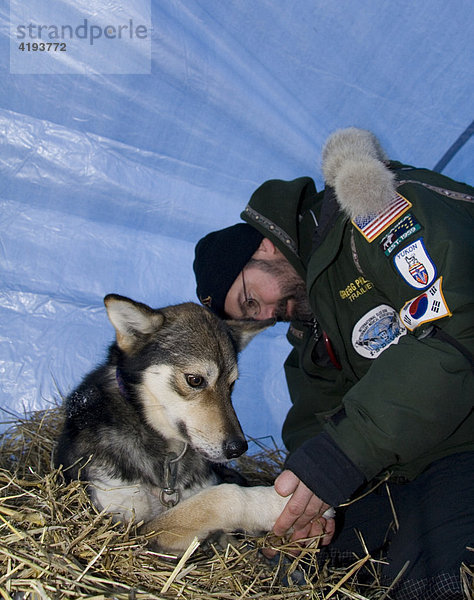 Tierarzt kontrolliert Form eines Schlittenhundes  Yukon Quest Schlittenhunde Rennen  Dawson City  Yukon Territory  Kanada  Nordamerika