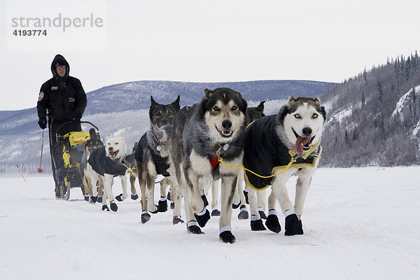 Schlittenführer des Yukon Quest Hundeschlittenrennens Brent Sass mit seinem Hundeschlittengespann beim Verlassen von Dawson City auf dem zugefrorenen Yukon Strom  Yukon  Kanada