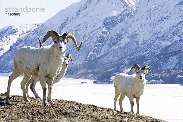 Dall-Schafe oder Alaska-Schneeschafe (Ovis dalli)  männlich  Böcke  Sheep Mountain  St. Elias Range  Kluane National Park  Yukon Territory  Kanada  Nordamerika