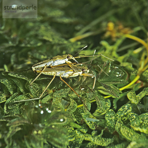 Wasserläufer (Gerridae) Pärchen bei der Paarung auf dem Wasser  Deutschland