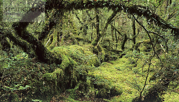 Regenwald  Lake Gunn Nature Walk  Fiordland Nationalpark  Neuseeland