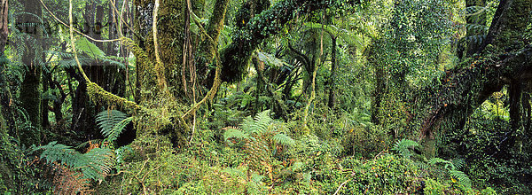 Regenwald  Monro Wallk  Westcoast  Südinsel  Neuseeland