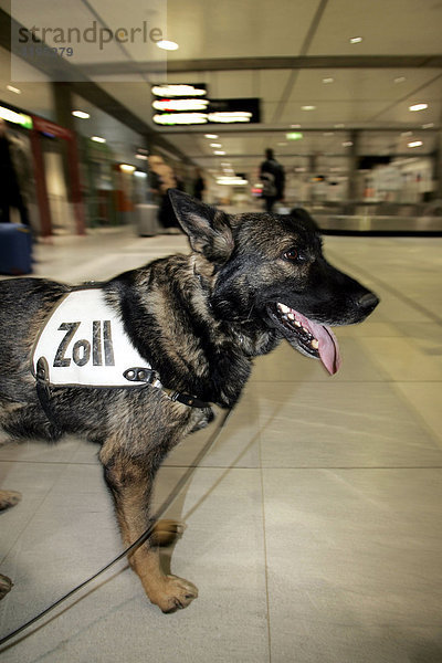 Ein Zollhund steht am Stuttgarter Flughafen in der Halle nahe der Gepäckbänder  Stuttgart  Baden-Württemberg  Deutschland