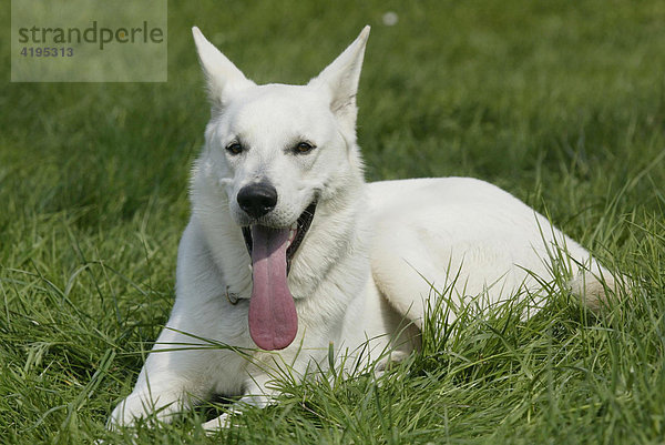 Ein Amerikanisch-Canadischer weißer Schäferhund liegt auf einer Wiese