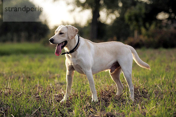 Ein heller Labrador Mischling steht auf einem Feld