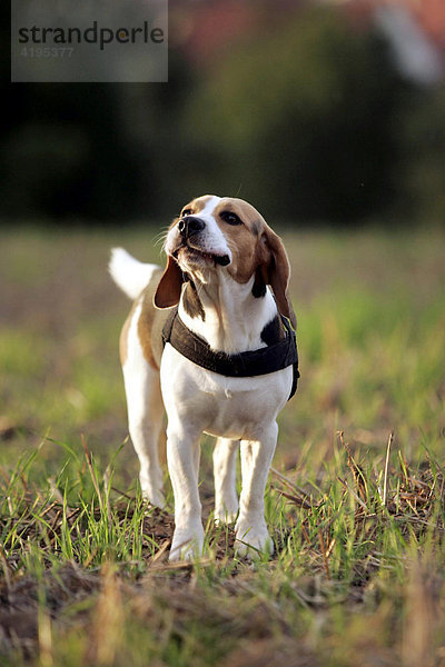 Ein Beagle steht auf einem Feld