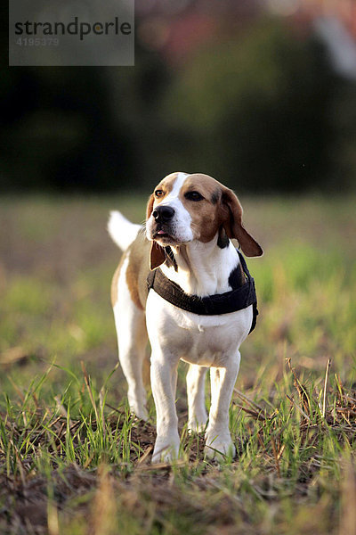 Ein Beagle steht auf einem Feld