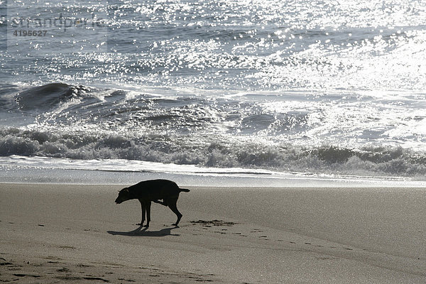 Hund kratzt sich am Strand  Tangalle  Sri Lanka  Asien