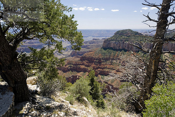 North Rim  Grand Canyon Nationalpark  Arizona  USA  Nordamerika